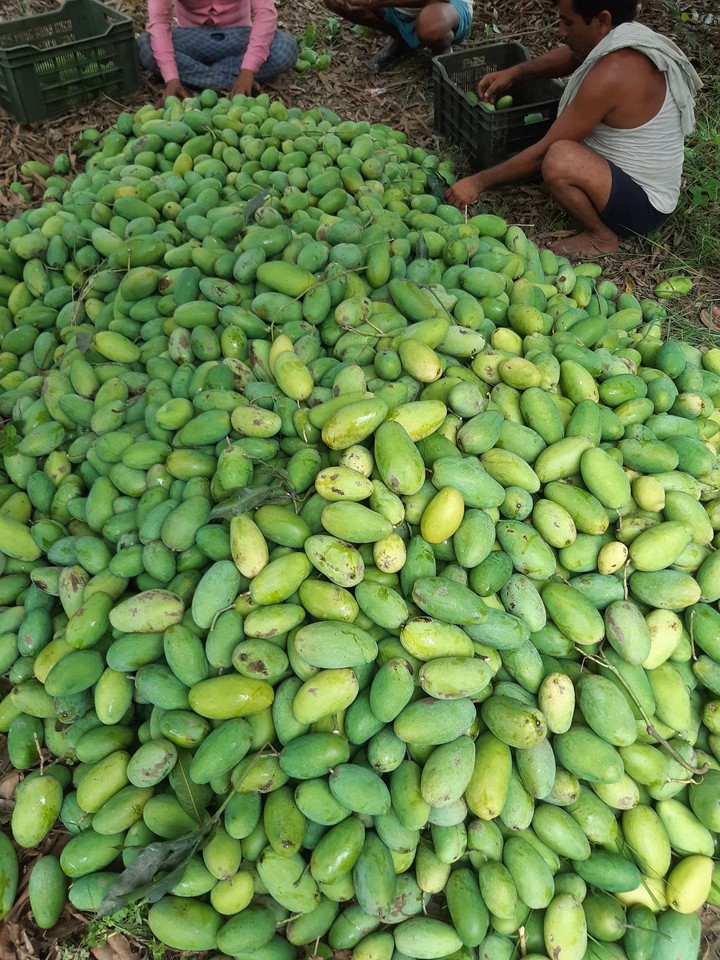 mango