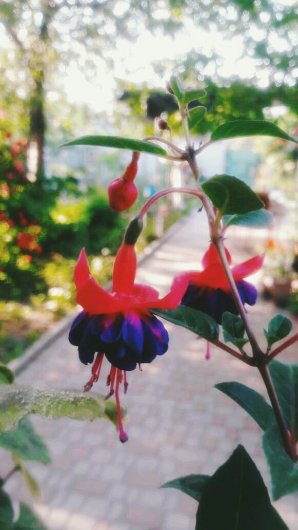 Flowers