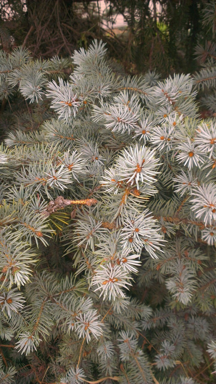 tree