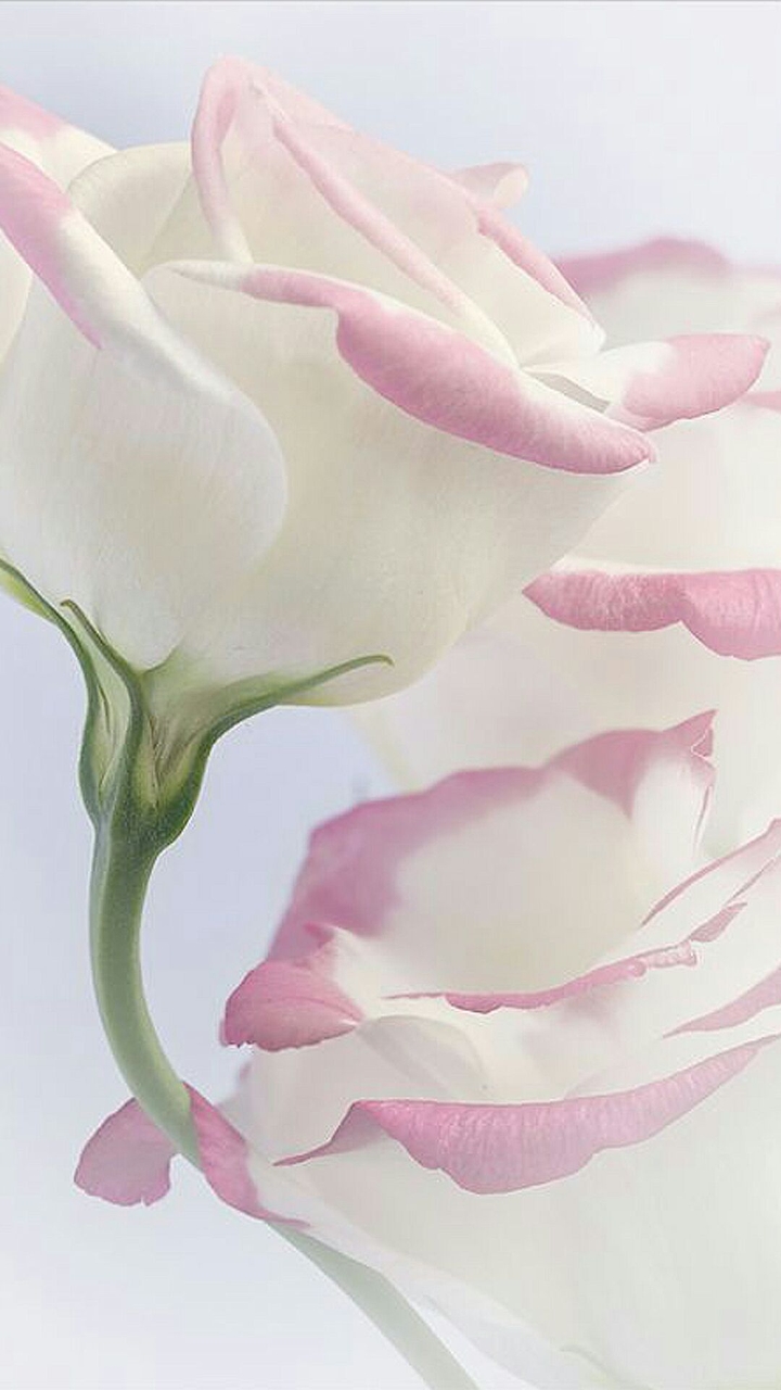 Pink  rose