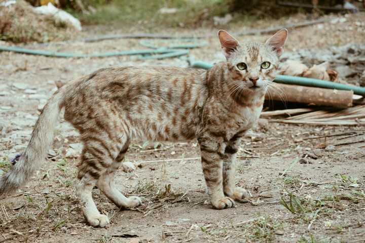 #photography #photographer #cat #photoworks