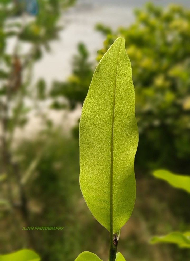 leaf