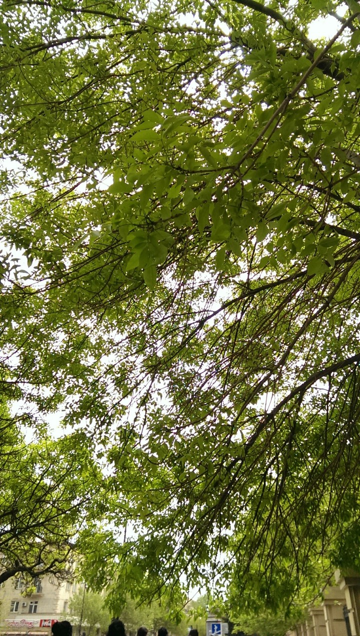 trees