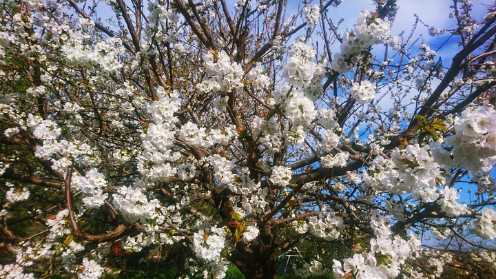 Old cherry tree blossoms