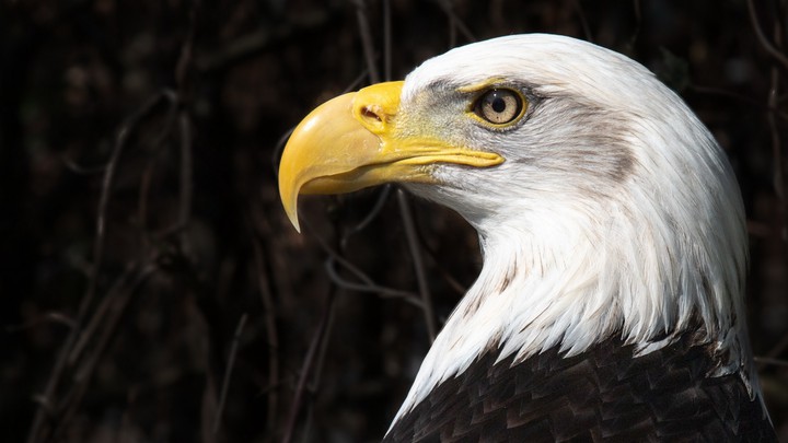 eagle