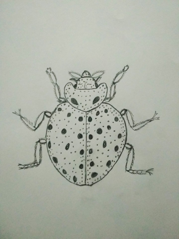 lady bird ...my pencil work