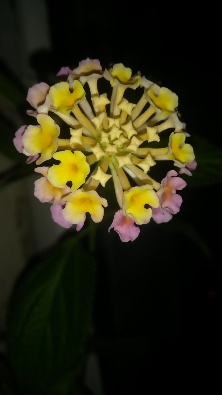 Lantana camara