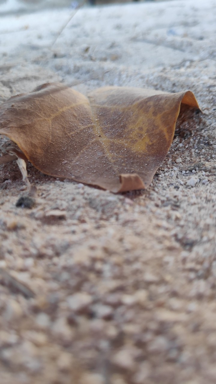 Dead leaves