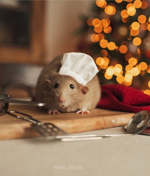 snout, rodent wallpapers