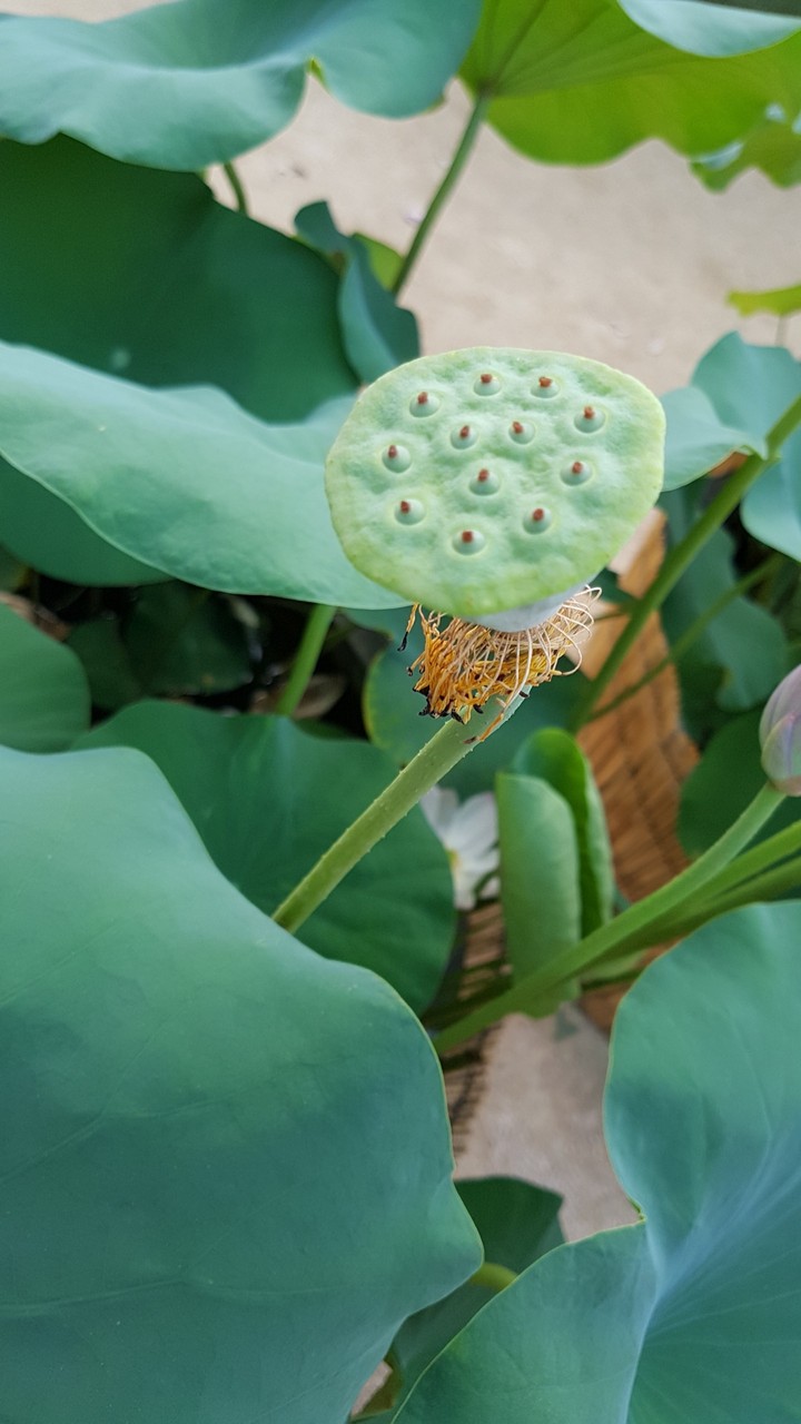 연밥