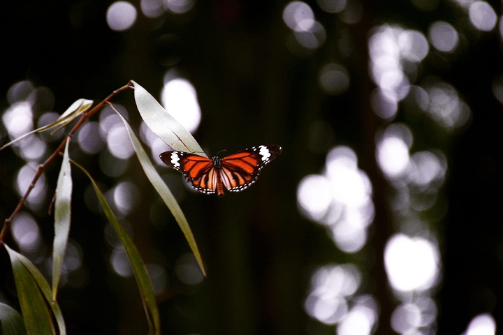 Nature