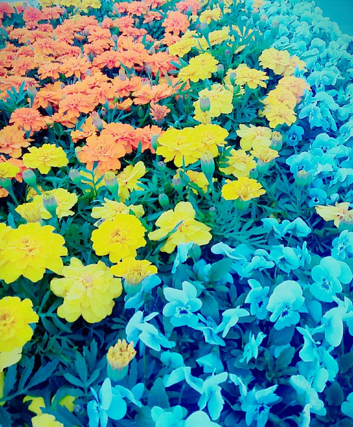 Flowers