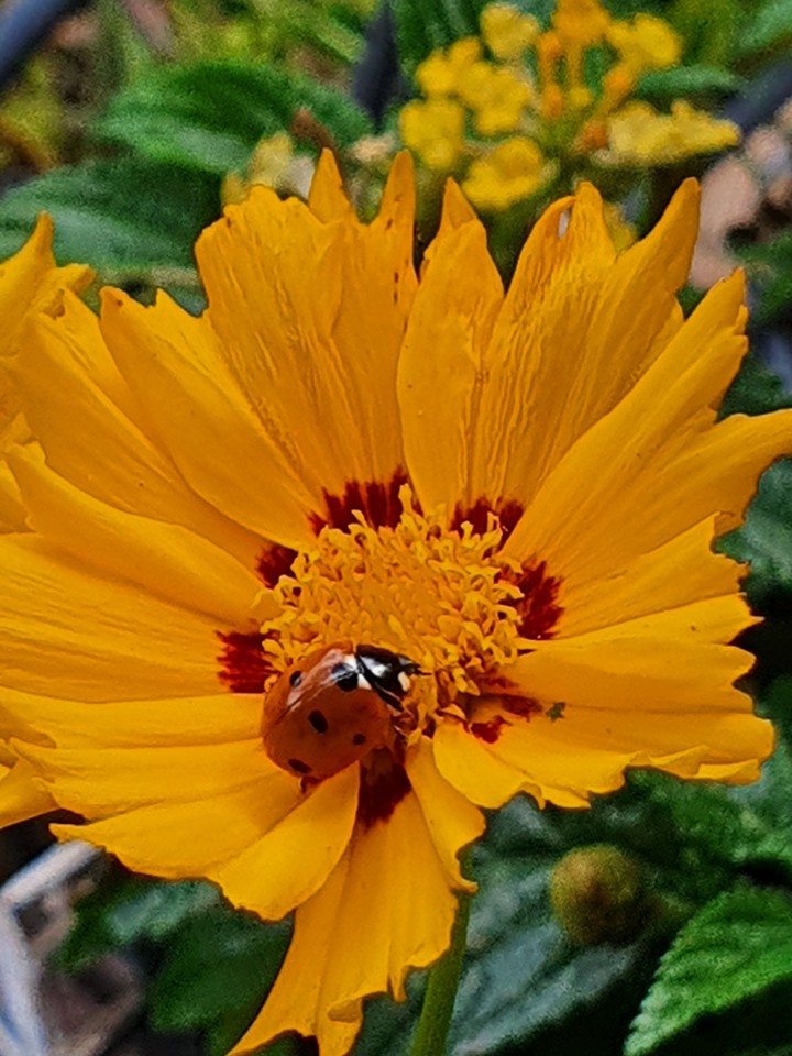 ladybug