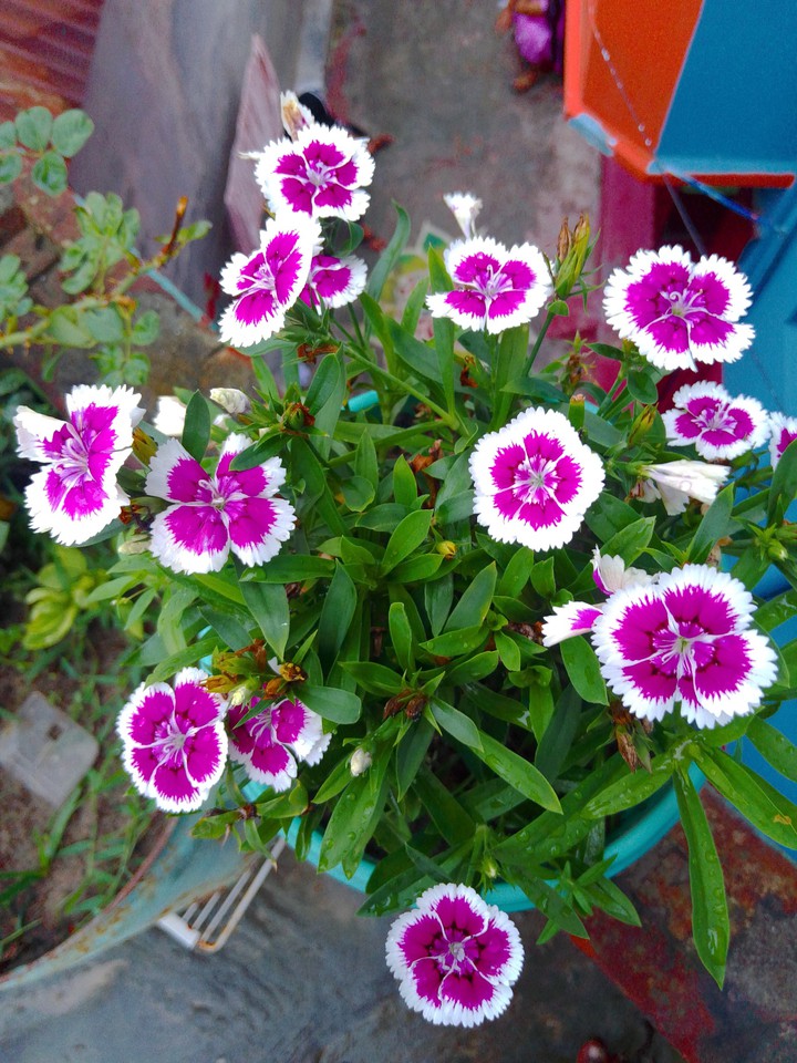 Flower