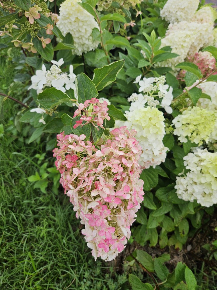 тапети flower, wildflower