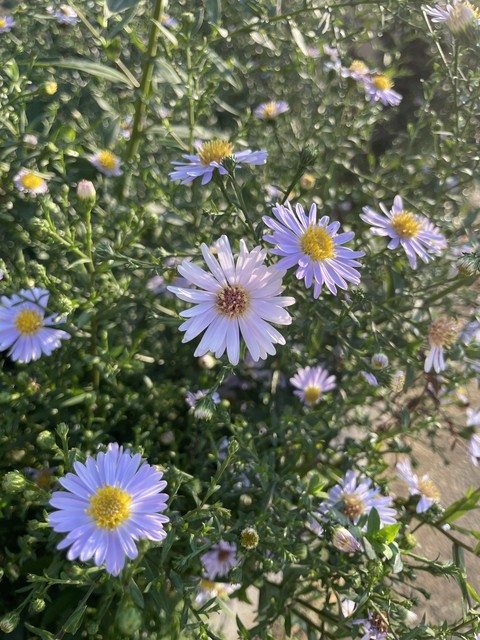 шпалери flower, purple