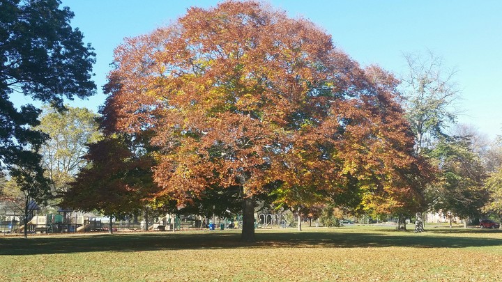 Fall is coming