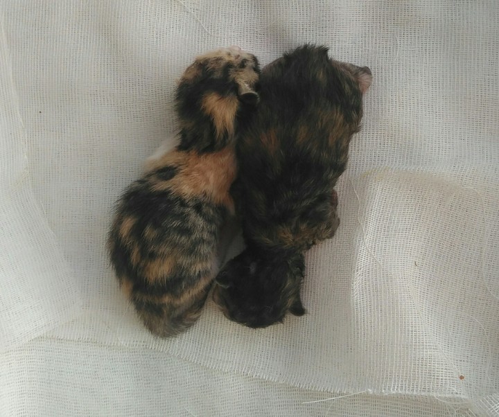 kitten