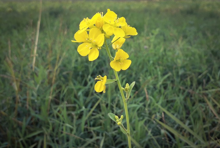 Mustard Flower with Grass