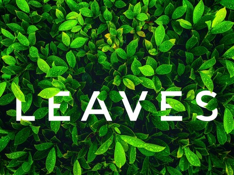 leaves
