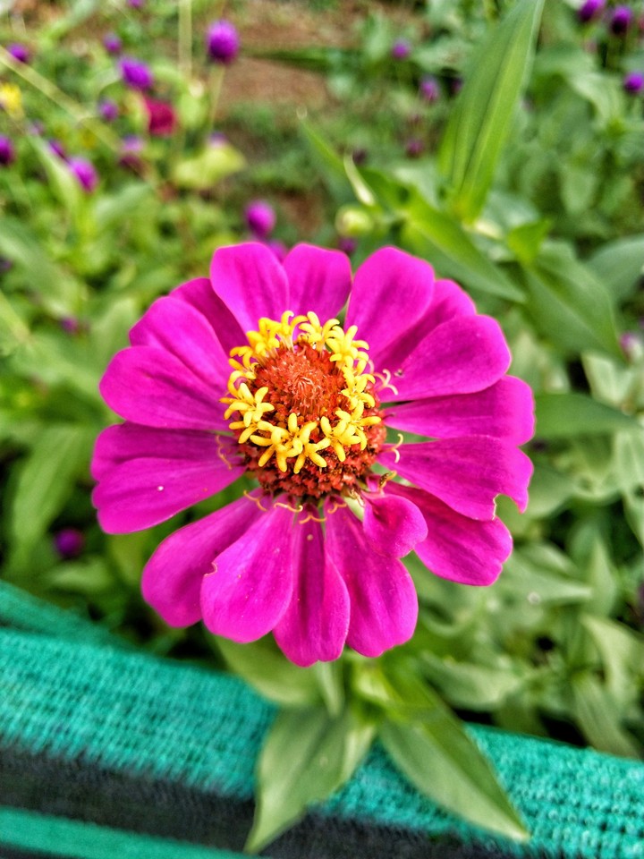 Flower