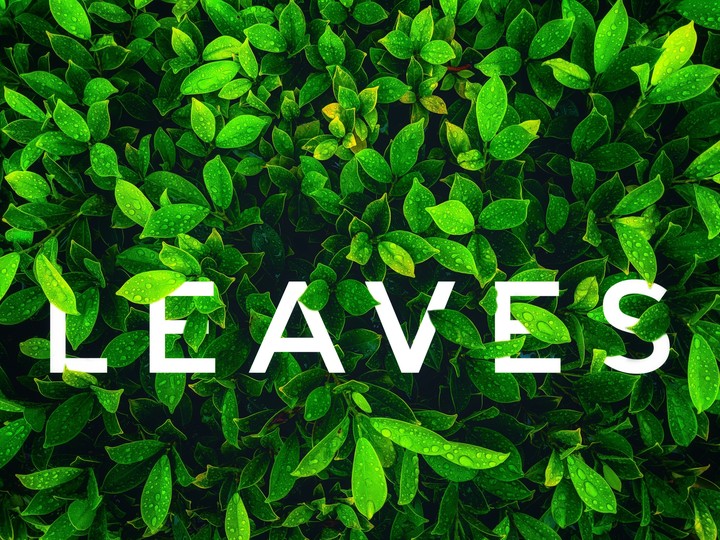 leaves