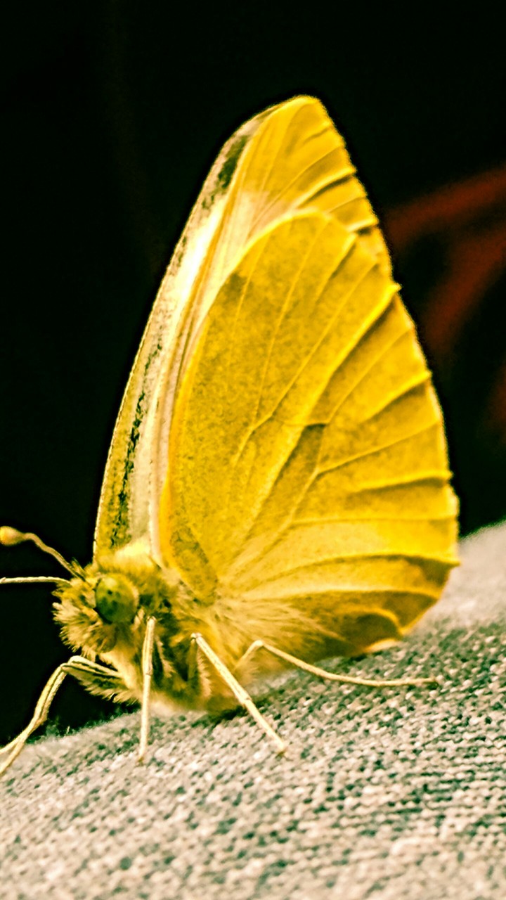 butterfly