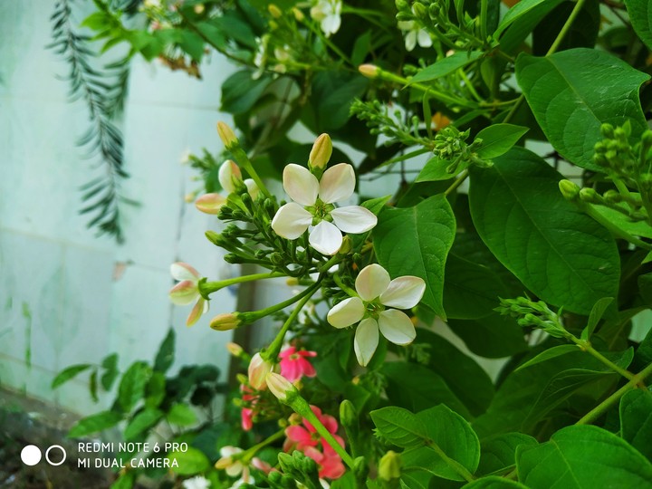 Lilly , flowering , leaf, green