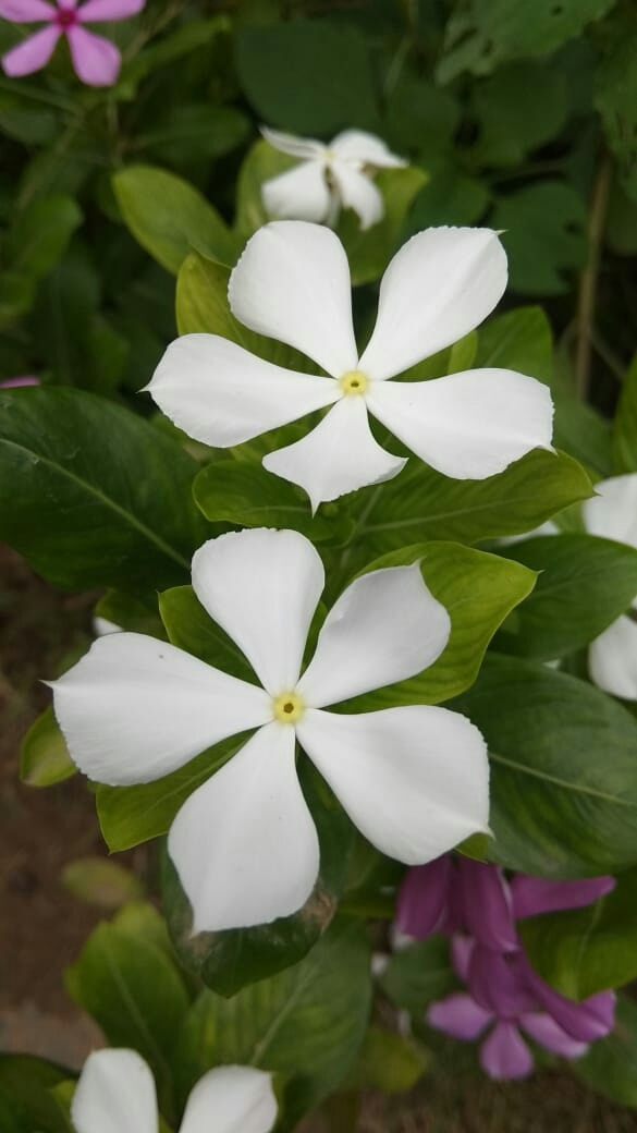 White Flowers