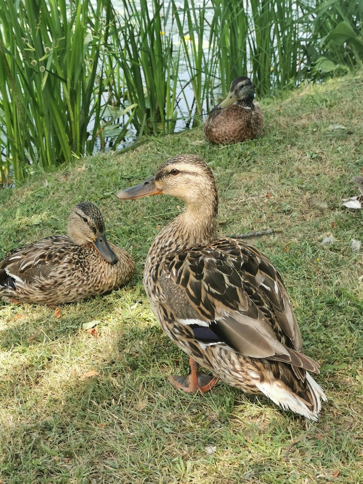 Ducks