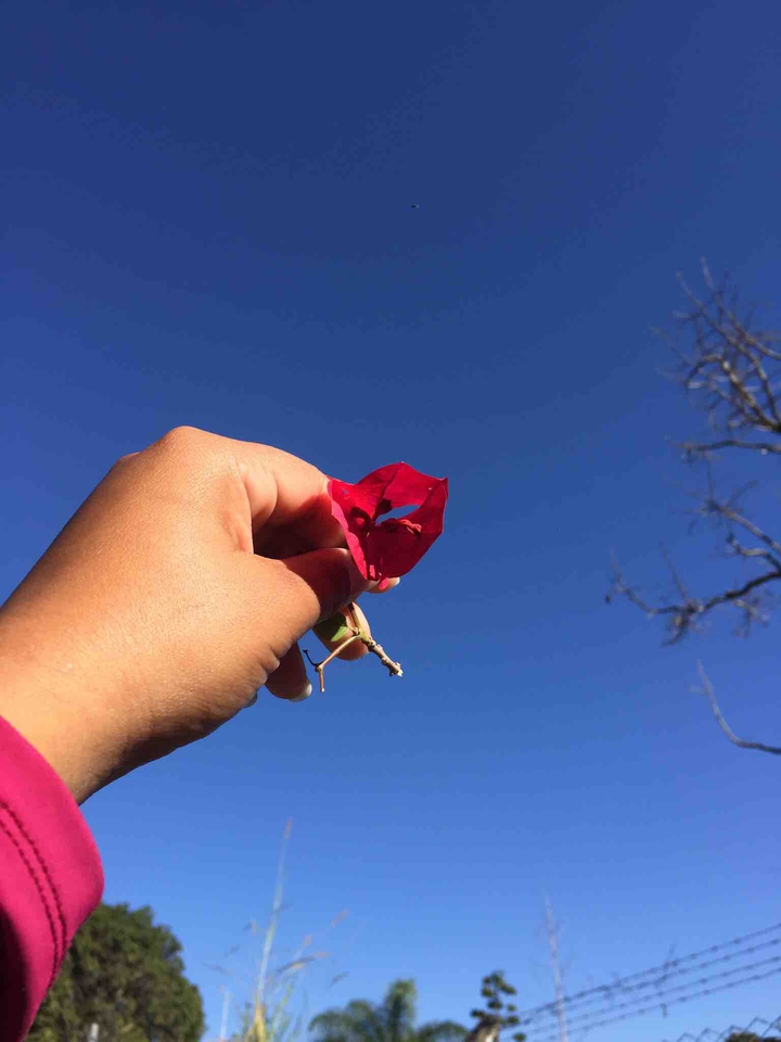 Flower