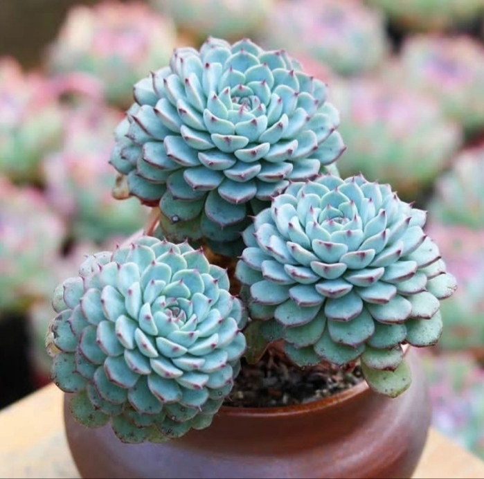 Succulents