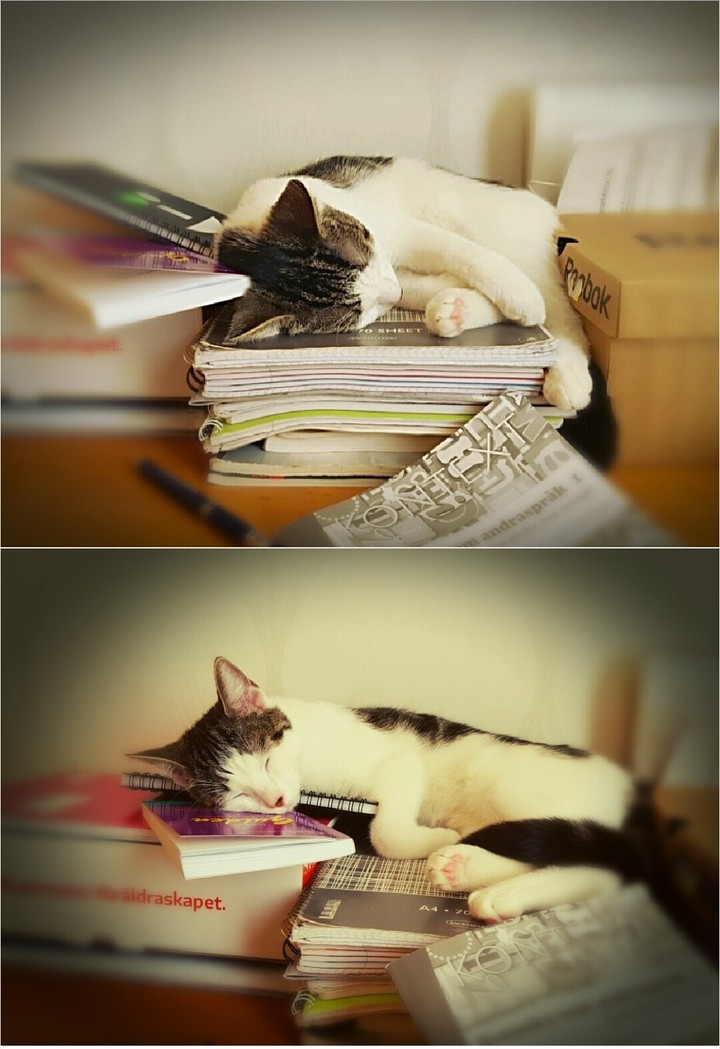 cat