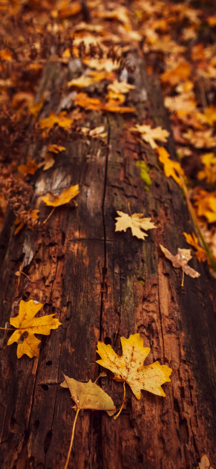 autumn ?