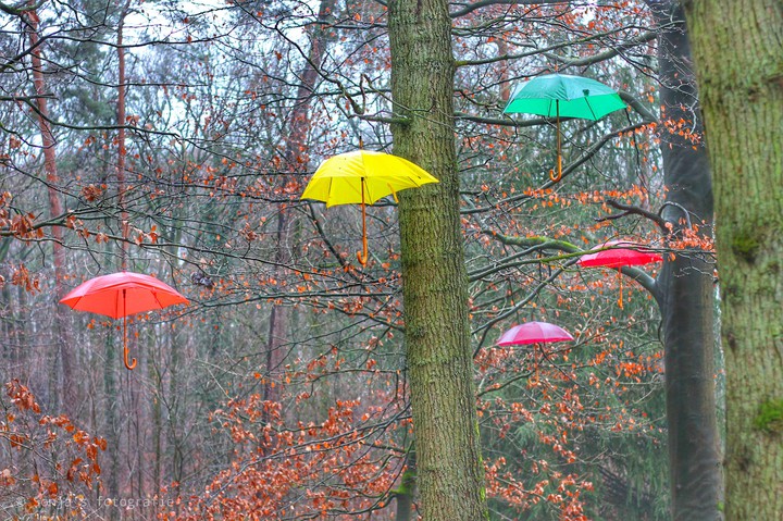 umbrellas