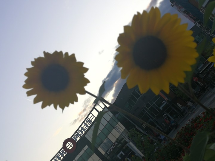 Out there flower