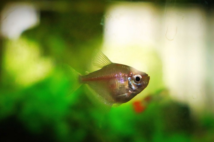fish