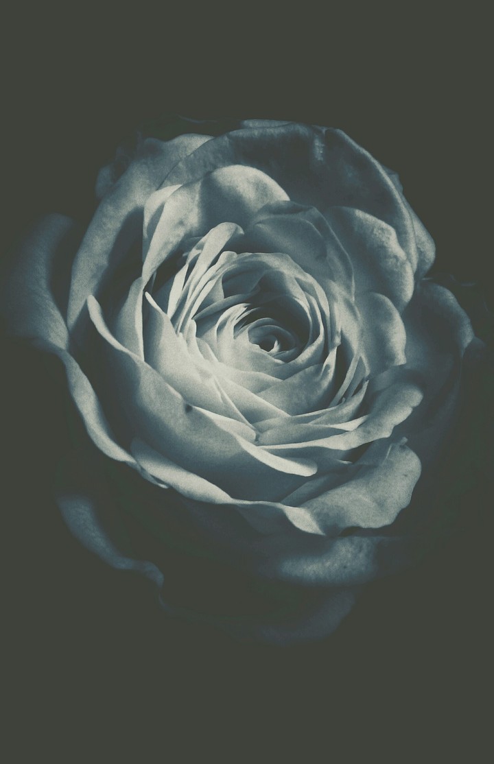 Moon Rose