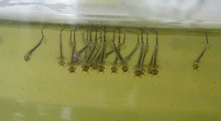 larvae of culex Mosquito...