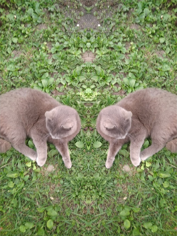 two cat