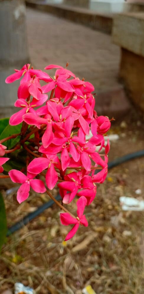 Red Lilly