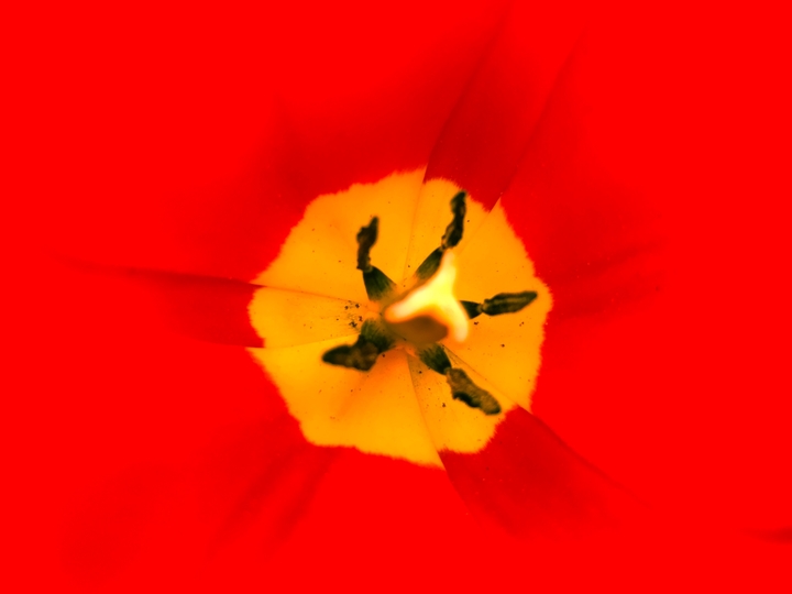 flower zoomed