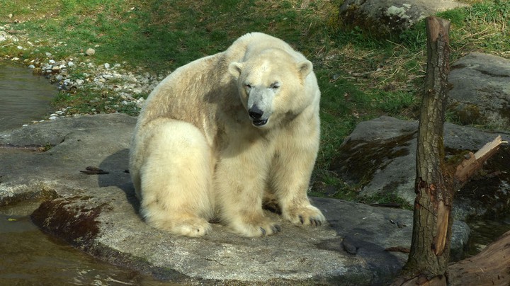 Tierpark Hellabrunn 2014