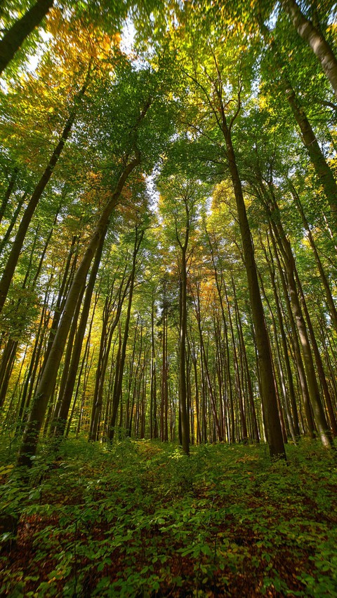 forest