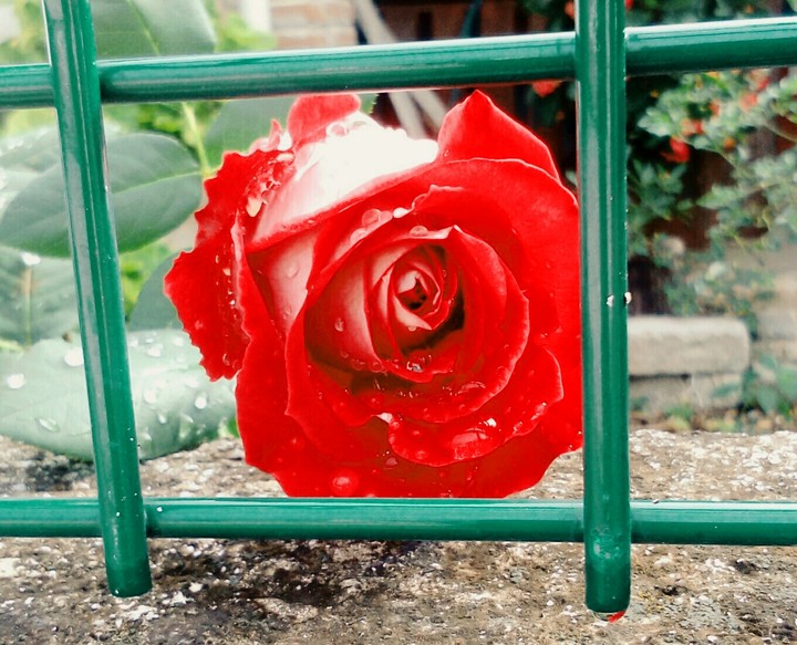 flor de jardín