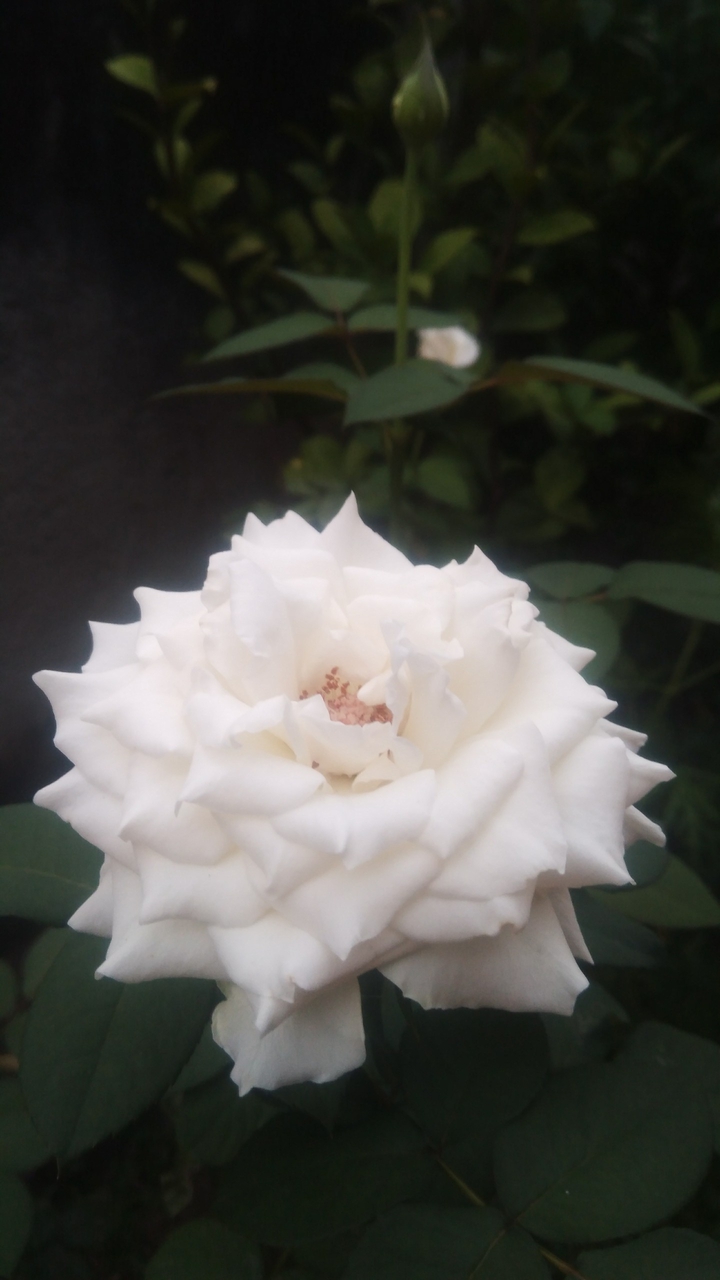 white roses