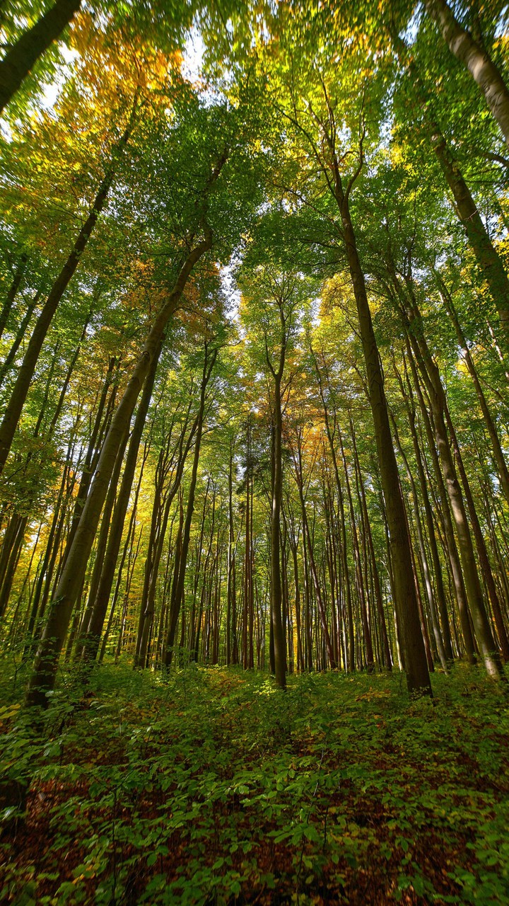 forest