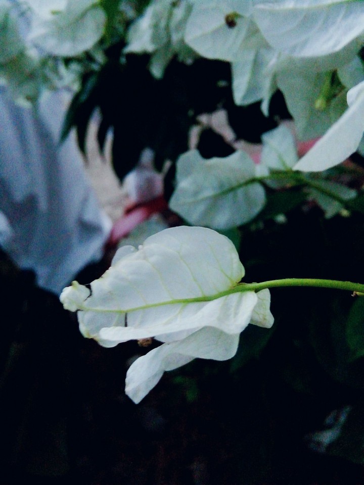 giấy