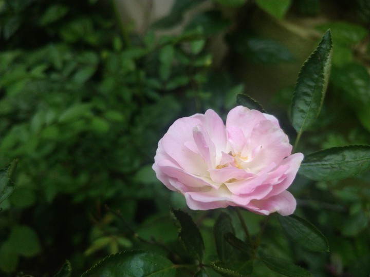 Pink Rose