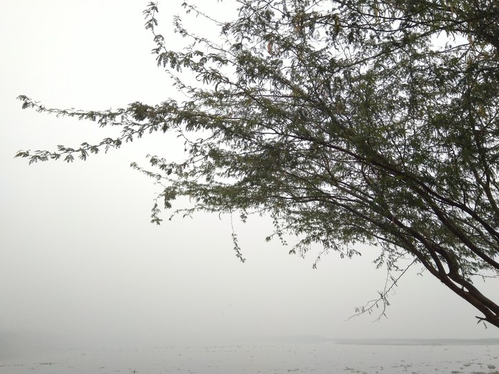 Tree on riverbank
